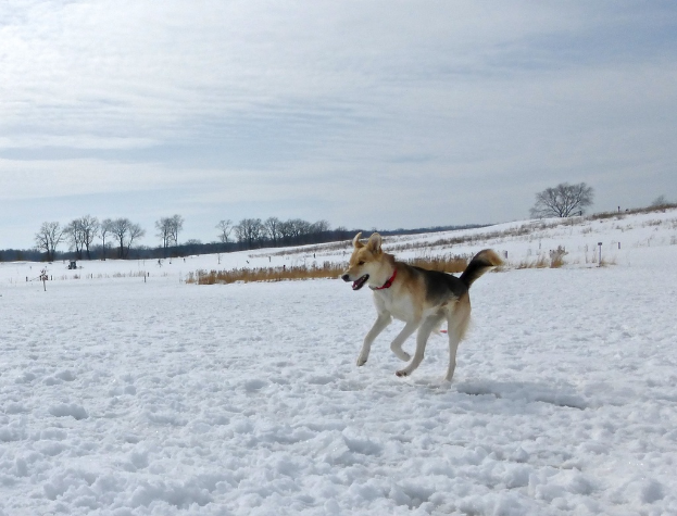 Ein Hund steht in der Mitte einer verschneiten Landschaft mit Bäumen und einem bewölkten Himmel im Hintergrund.