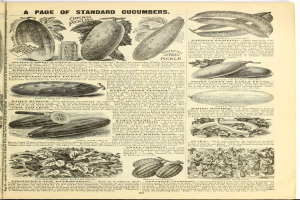 Ein aufgeschlagenes Buch mit Bildern und Texten über verschiedene Gemüse, darunter Gurken, mit tatsächlichen Gemüsen darauf.