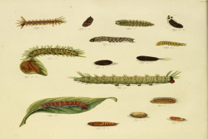 Eine Buchseite voller leuchtender, detaillierter Illustrationen verschiedener Raupen, Larven und Schmetterlinge.