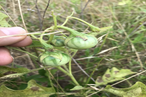 Grüne Tomaten an einer Pflanze mit sichtbarem Mehltau, gehalten von einer Person mit der linken Hand, mit Gras und Pflanzen im Hintergrund.
