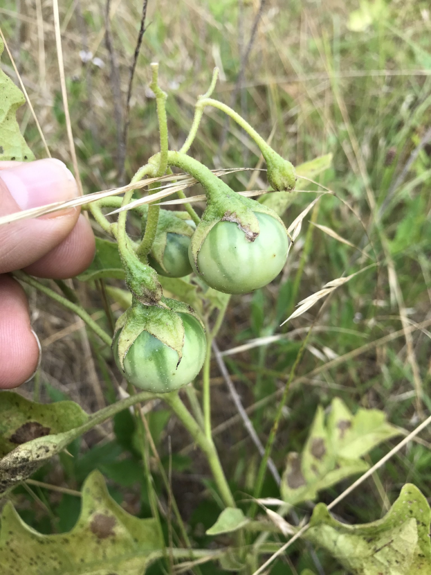 Grüne Tomaten an einer Pflanze mit sichtbarem Mehltau, gehalten von einer Person mit der linken Hand, mit Gras und Pflanzen im Hintergrund.