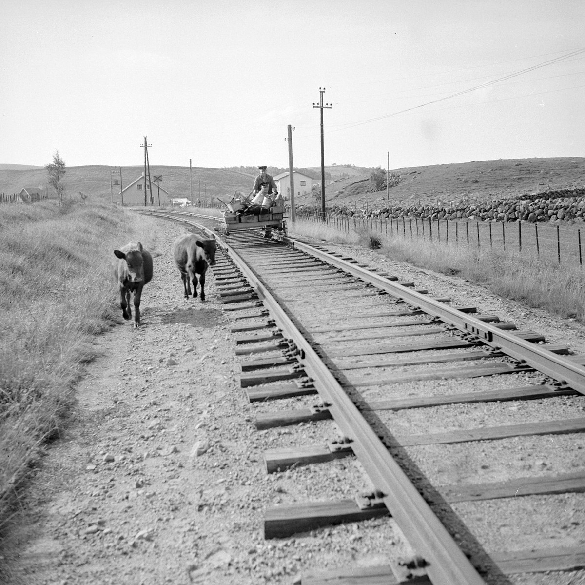Zwei schwarz-weiße Kühe gehen auf Bahngleisen mit einer Person auf einem Fahrzeug im Vordergrund, Gras und einem Zaun auf beiden Seiten und Häusern, Bäumen, Pfählen und dem Himmel im Hintergrund.