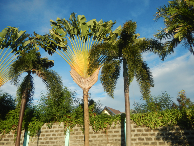 Zwei Palmen stehen nebeneinander vor einer Backsteinwand, mit einem Haus im Hintergrund unter einem klaren blauen Himmel.