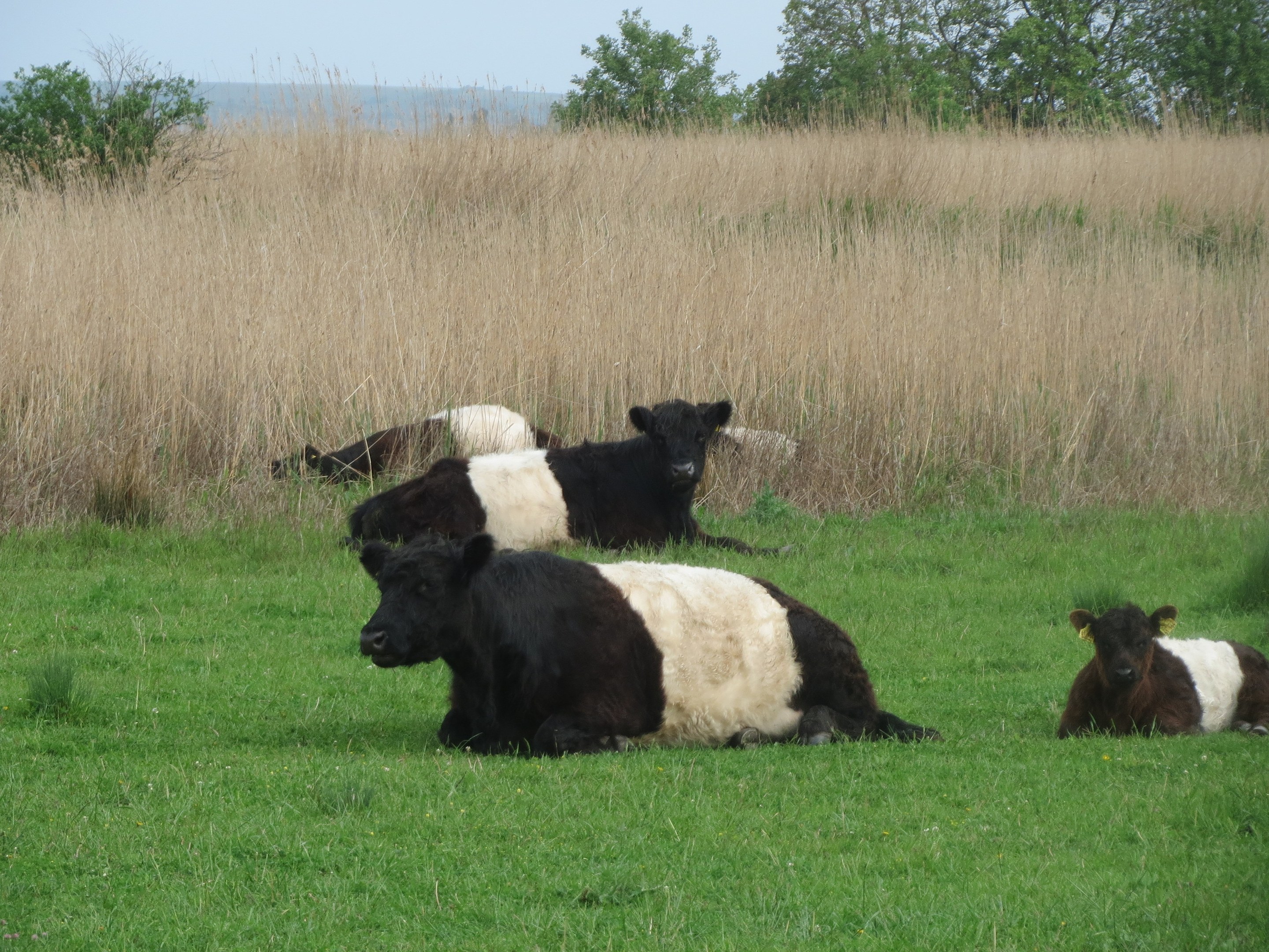Eine Herde Galloway-Rinder liegt auf einer saftig grünen Wiese mit hohem Gras und Bäumen im Hintergrund unter einem klaren blauen Himmel.