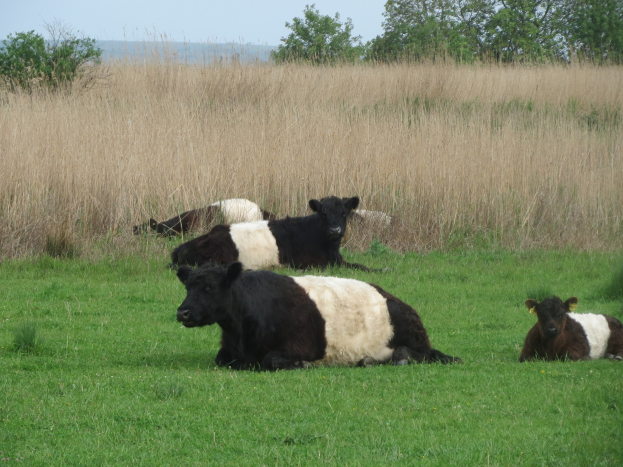 Eine Herde Galloway-Rinder liegt auf einer saftig grünen Wiese mit hohem Gras und Bäumen im Hintergrund unter einem klaren blauen Himmel.