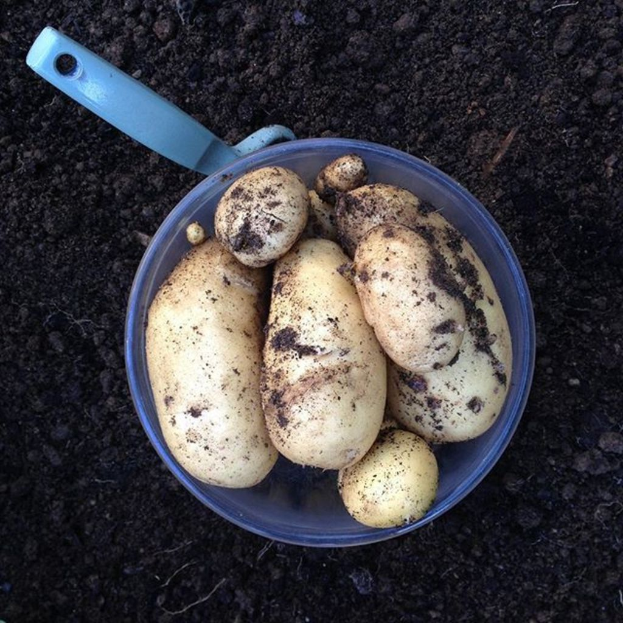 Ein Eimer voller Wurzelgemüse steht auf dem Boden, daneben ein Gegenstand.