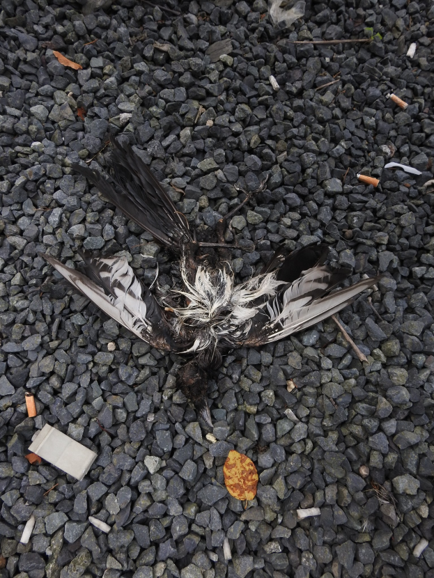 Ein totes Vogels Skelett liegt auf dem Boden neben einer Zigarette, umgeben von Steinen und einem Blatt.