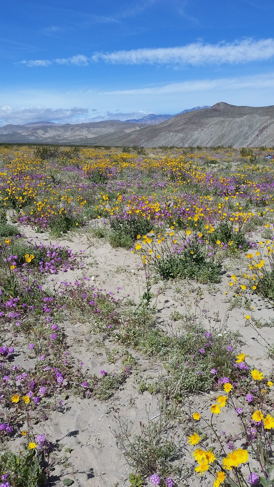 Ein Wildblumenfeld im Death Valley National Park, Kalifornien, mit Bergen im Hintergrund und einem klaren blauen Himmel.