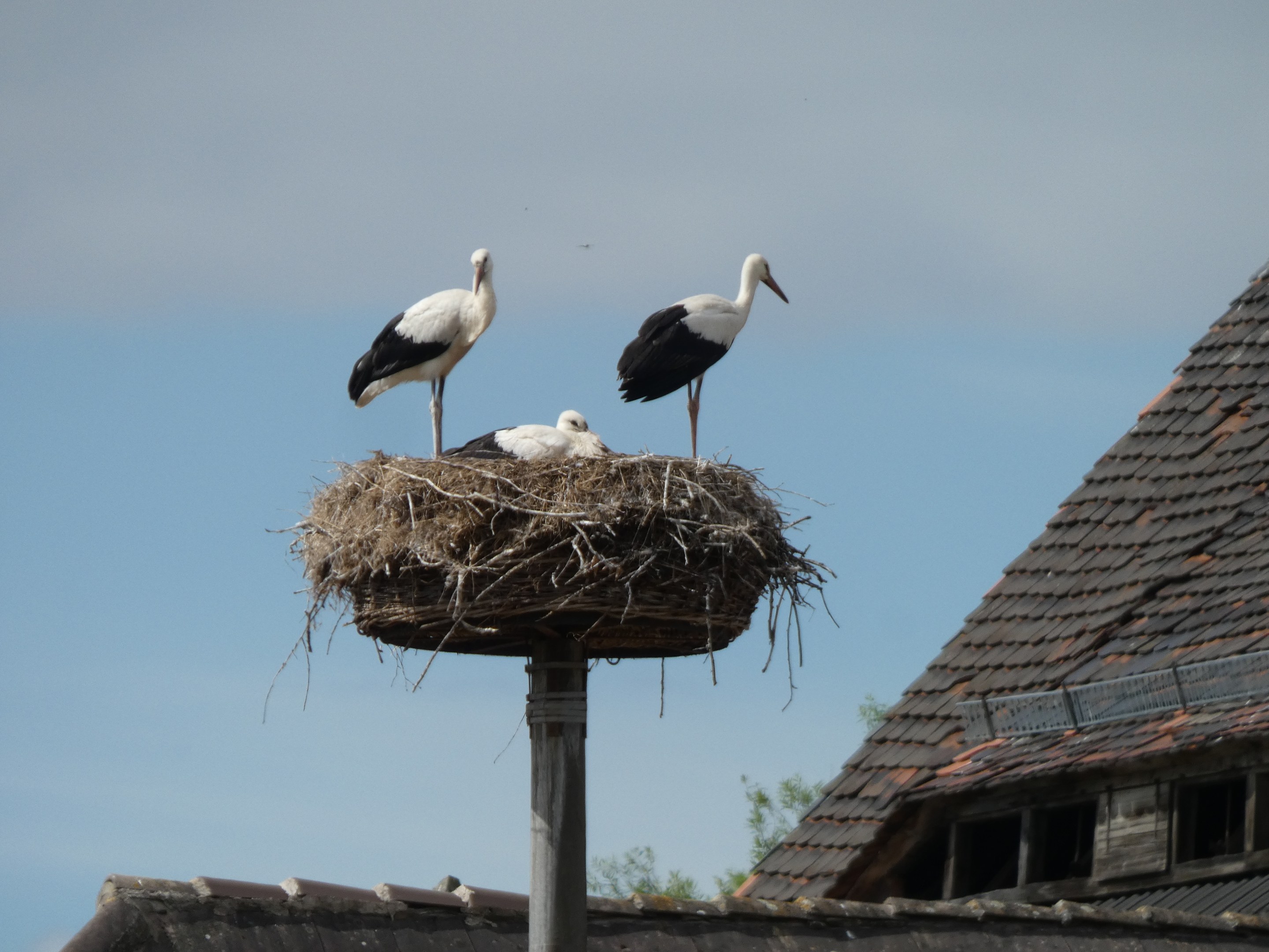 Zwei Weiße Störche auf einem Nest auf einem Pfahl vor einem Haus mit Dach, umgeben von Bäumen und einem klaren blauen Himmel.