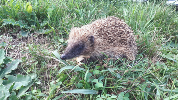 Ein Igel ist in der Mitte des Bildes zu sehen, umgeben von üppigen grünen Pflanzen und einem Auto im Hintergrund.