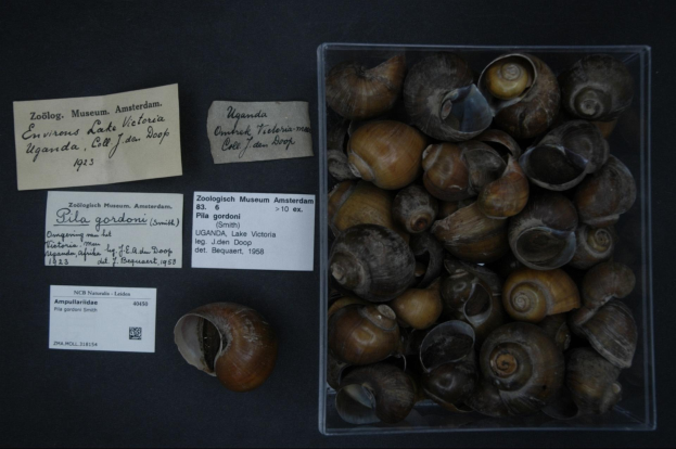 Eine Kiste voller Schnecken auf einem Tisch, mit zwei Papieren daneben, die Text von der Zoologisch Museum Amsterdam zeigen.