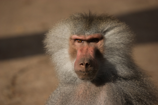 Ein Pavian mit dunklem Gesicht und Fell, der aufrecht sitzt und direkt in die Kamera schaut.