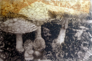 Pilze im Vordergrund eines bearbeiteten Bildes.