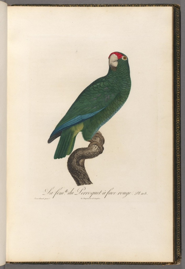 Ein Buch auf einem Tisch mit einer Illustration eines Papageis auf einer Straße und einem Zitat am unteren Rand der Seite.