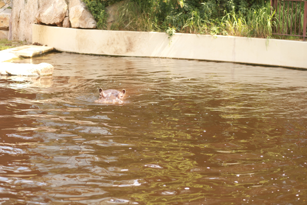 Ein Hippopotamus schwimmt in Wasser in der Nähe eines Zauns, umgeben von Felsen, Pflanzen und Bäumen.