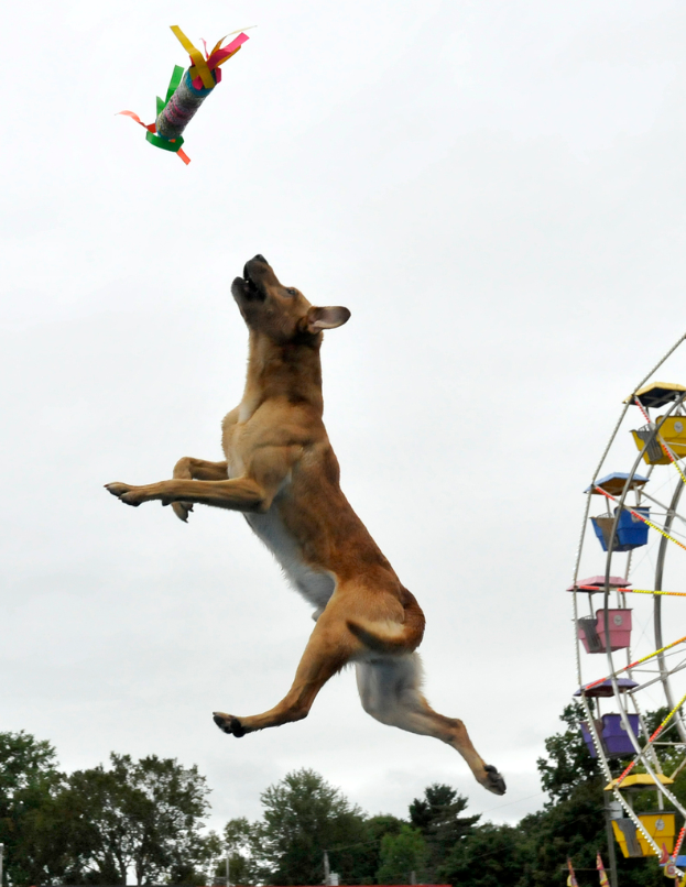 Ein Hund ist in der Luft und springt, um ein Objekt zu fangen, mit Bäumen, einem großen Rad und dem Himmel im Hintergrund.