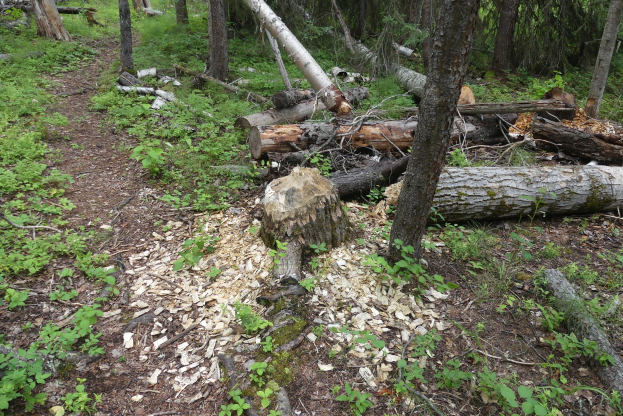 Ein Wanderweg im Wald mit einem umgestürzten Baum in der Mitte, umgeben von Gras, Pflanzen und verstreuten Zweigen.
