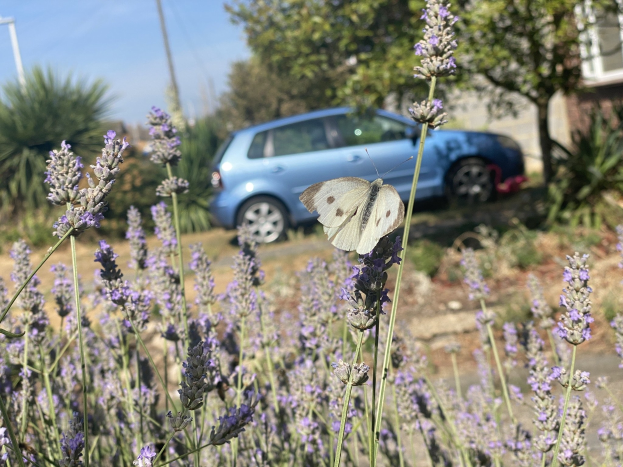 Blauer Wagen vor einem Lavendelfeld mit einer weißen Schmetterling auf einer Blume, Bäume, Pfähle und ein unscharfer Hintergrundgebäude.