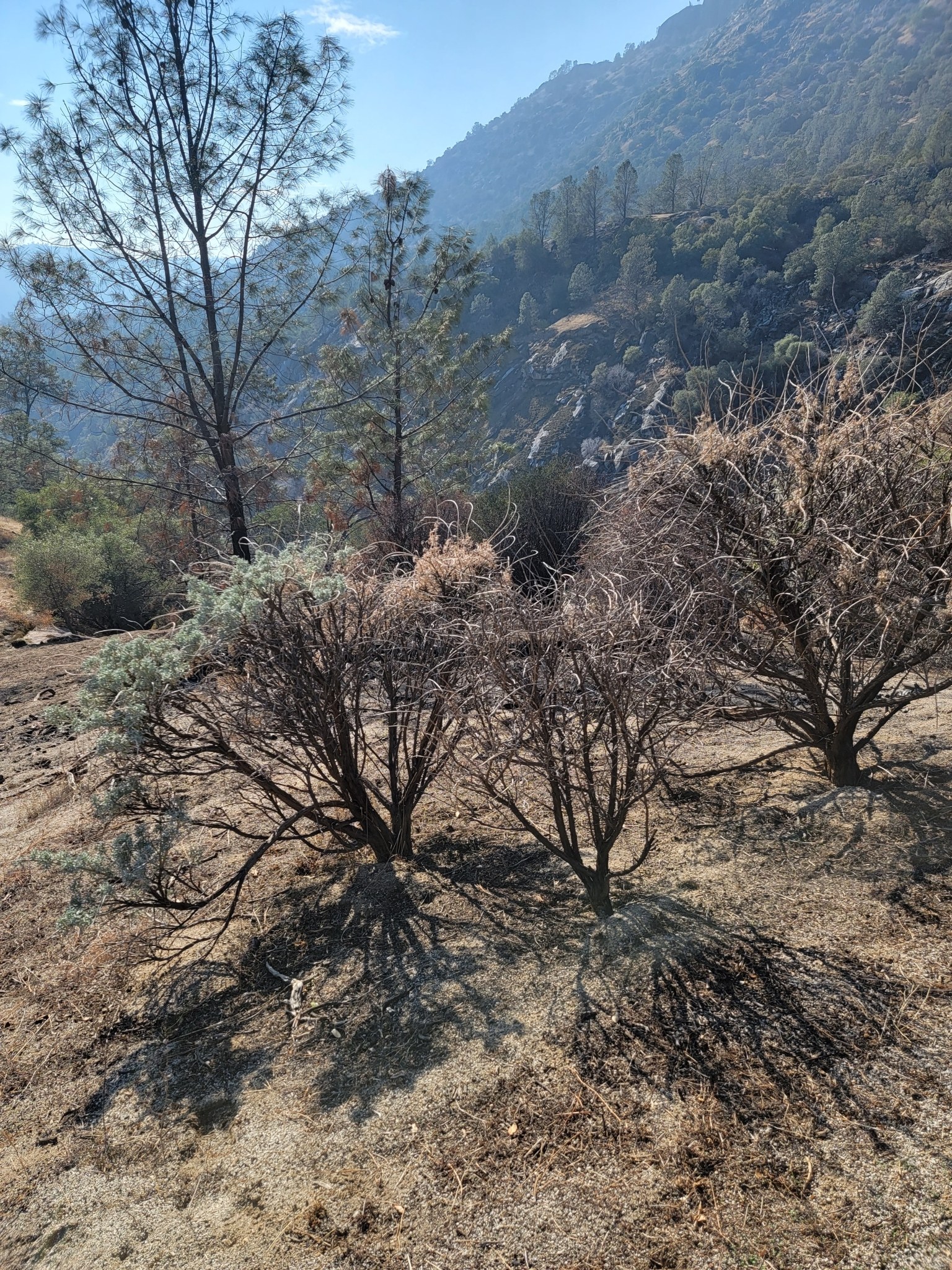 Ein trockenes Grasfeld mit verstreuten Bäumen, umgeben von Hügeln unter einem bewölkten Himmel, das Anzeichen von Wildfeuer-Schäden zeigt.