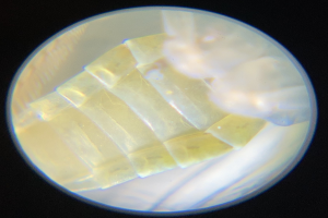 Nahaufnahme eines Petrischalen-Deckglases mit einem kleinen Lebensmittelstück, möglicherweise einem Mikroorganismus, vor dunklem Hintergrund.