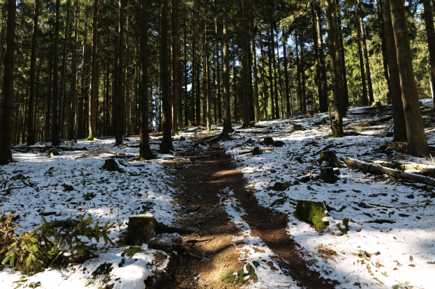 Ein Pfad windet sich durch einen verschneiten Wald, mit hohen Bäumen zu beiden Seiten, deren Äste sich gen Himmel strecken.