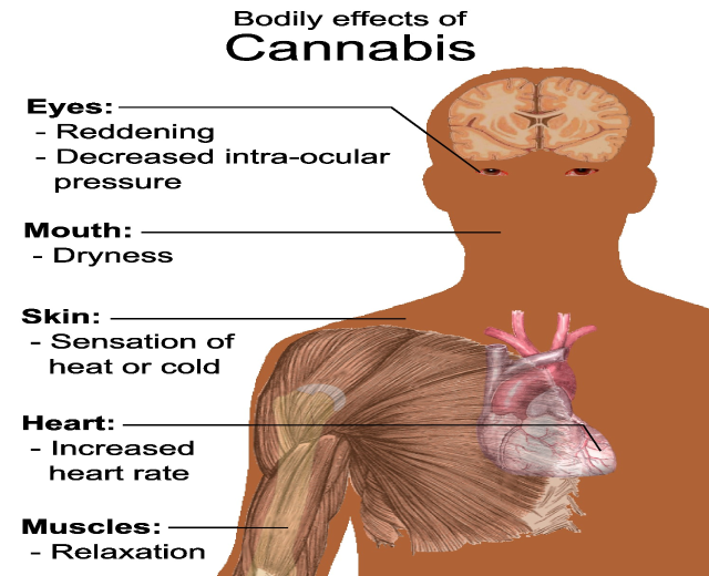 Diagramm eines menschlichen Körpers mit der Bezeichnung "körperliche Auswirkungen von Cannabis", das die Wechselwirkungen zwischen den von Marihuana betroffenen Körperteilen hervorhebt.