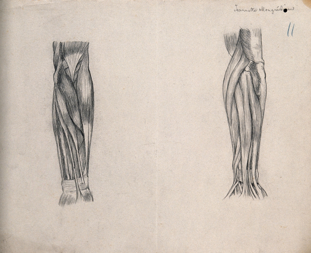 Ein detailliertes anatomisches Bild eines Paares von Beinen, einschließlich Muskeln, ist auf ein altes Buch mit sichtbarem Text überlagert.