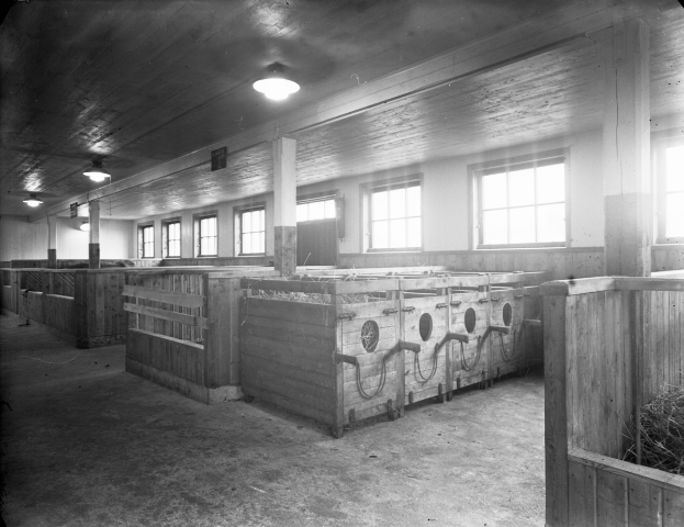 Ein Schwarz-Weiß-Foto eines Stallinneren mit Holzboxen, die mit Heu gefüllt sind, Fenstern, Deckenlampen und Säulen.
