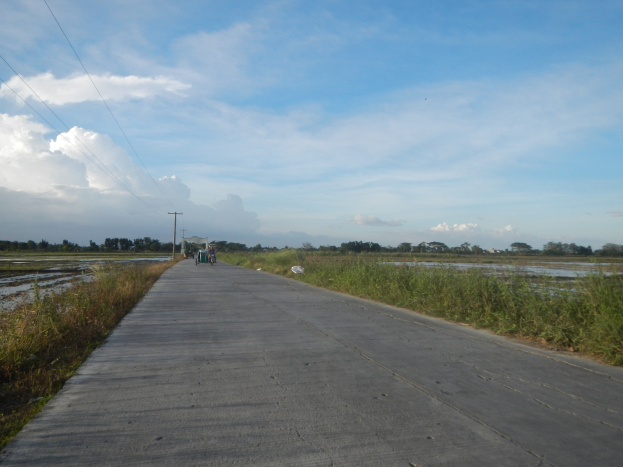 Eine asphaltierte Straße schlängelt sich durch ein grünes Feld mit Fahrradfahrern, gesäumt von Pflanzen und Gras, und führt zu einem Gewässer, Bäumen und einem bewölkten Himmel.